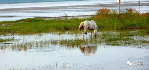 韩城黄河滩吃瓜某网红,揭秘黄河滩西瓜的独特魅力  第3张
